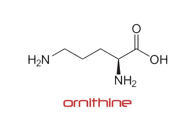 L-オルニチンの効果・効能　精力剤、滋養強壮剤の原料