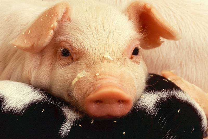豚睾丸エキスの効果・効能 | 精力剤・滋養強壮剤の原料